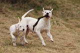DOGUE ARGENTIN 241